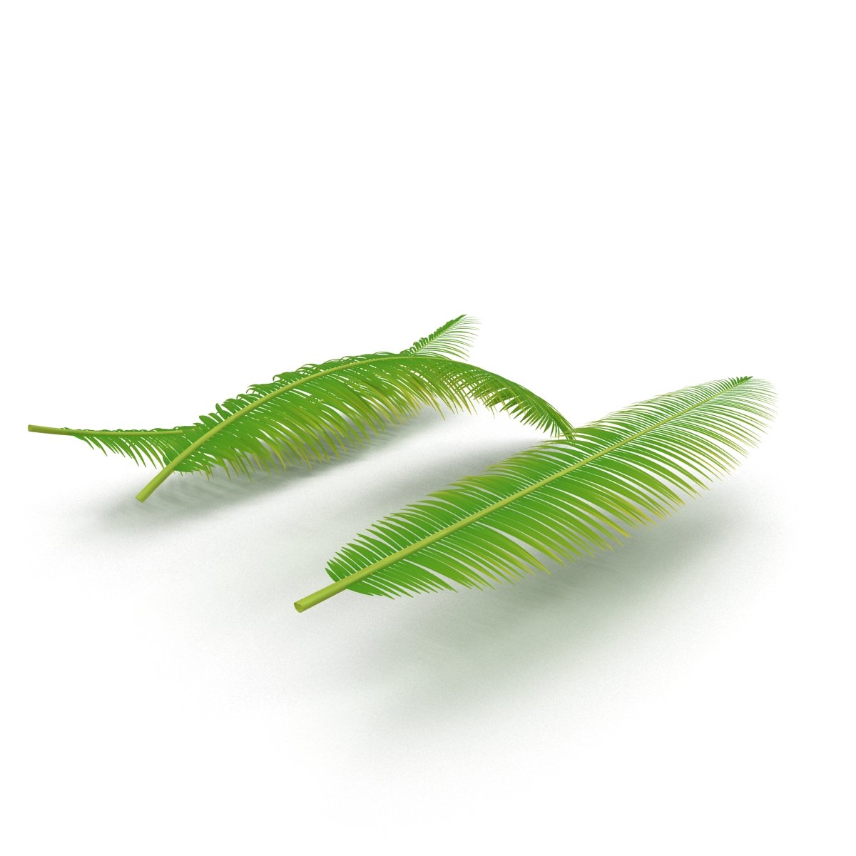 Two green leaves on a white background.