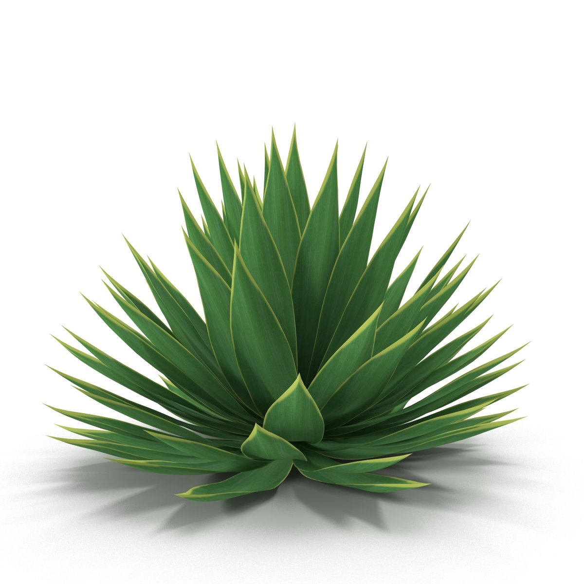Green plant with long leaves on a white background.