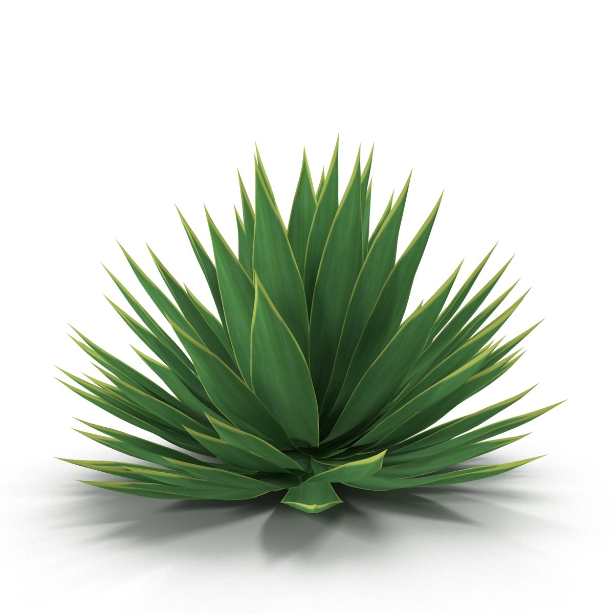 Close up of a green plant on a white background.