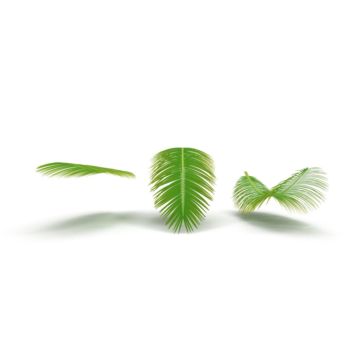Two green leaves on a white background.