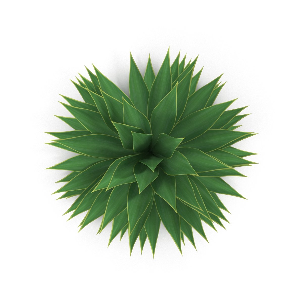 Overhead view of a green plant on a white background.