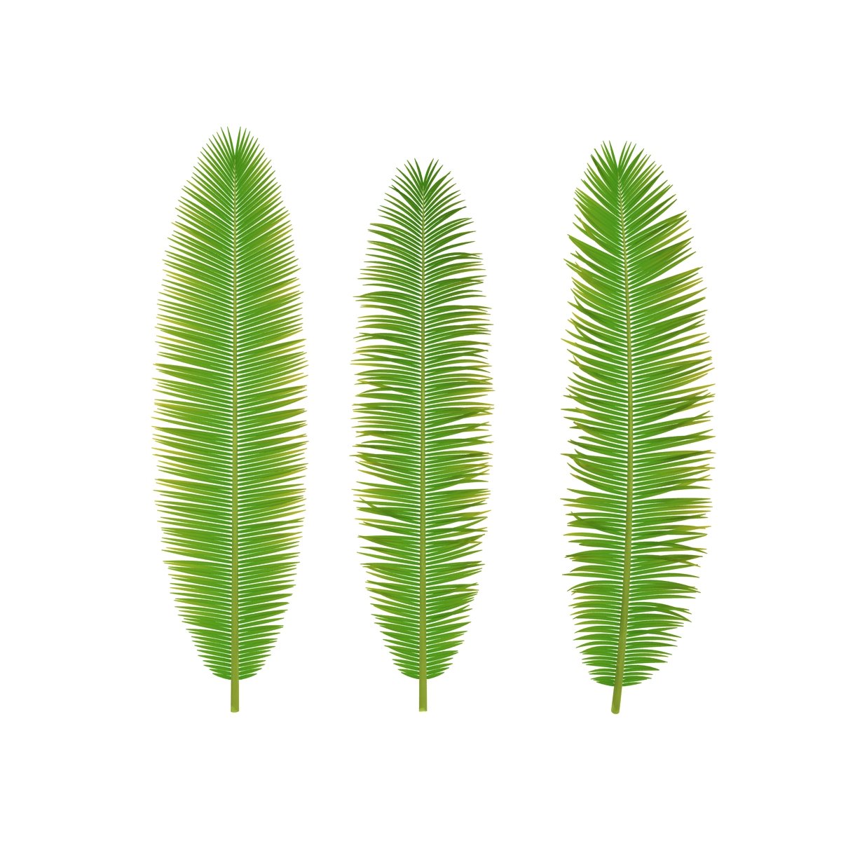 Three different types of green leaves on a white background.