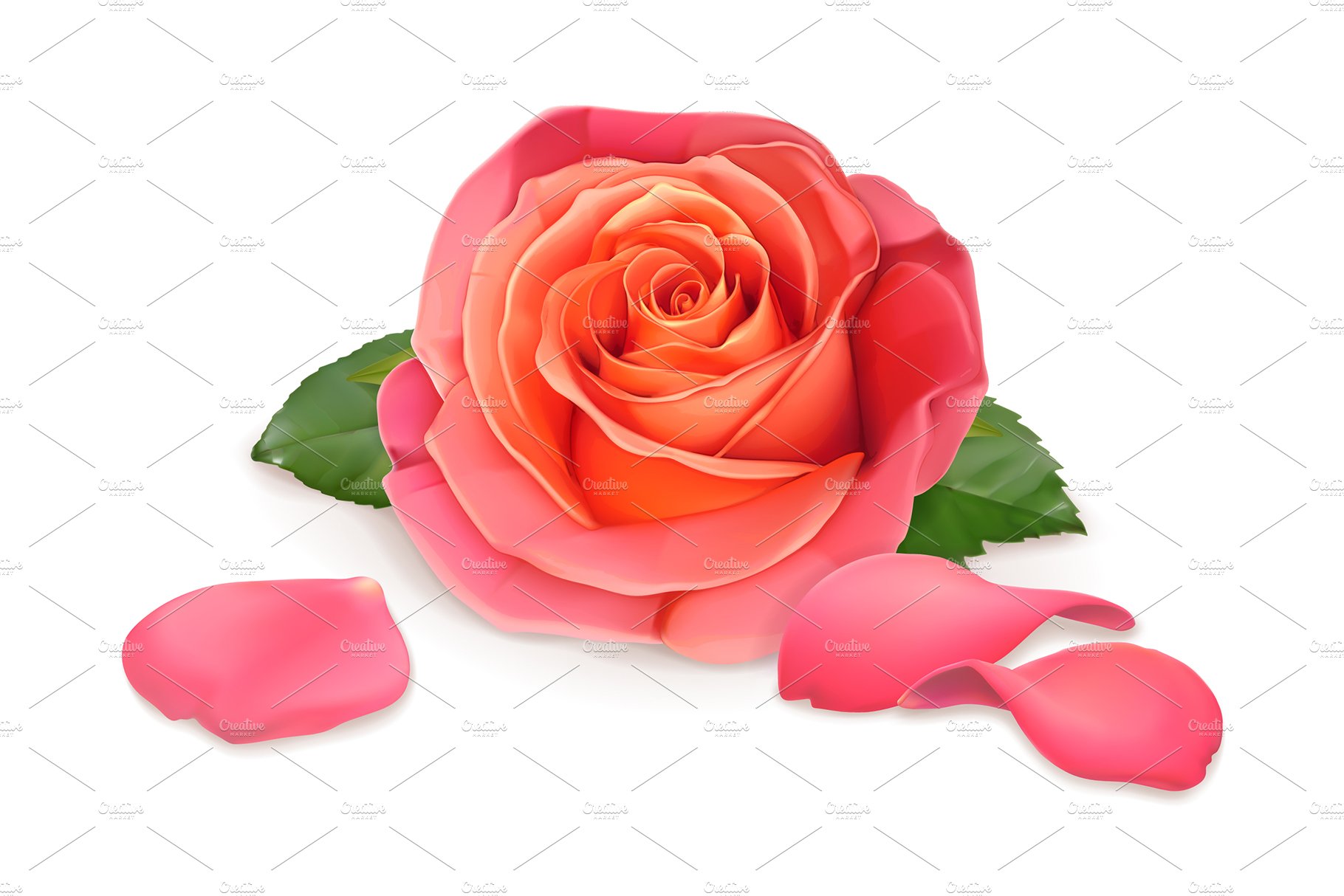 Pink rose with green leaves on a white background.