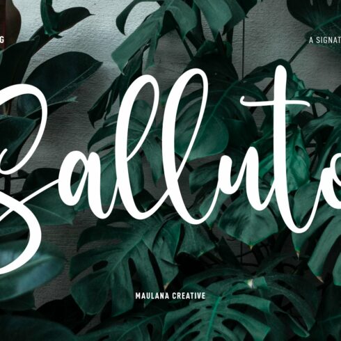 Sallutos Signature Script Font cover image.