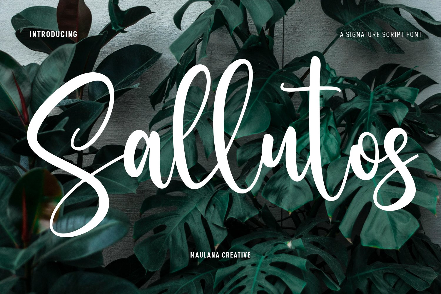 Sallutos Signature Script Font cover image.