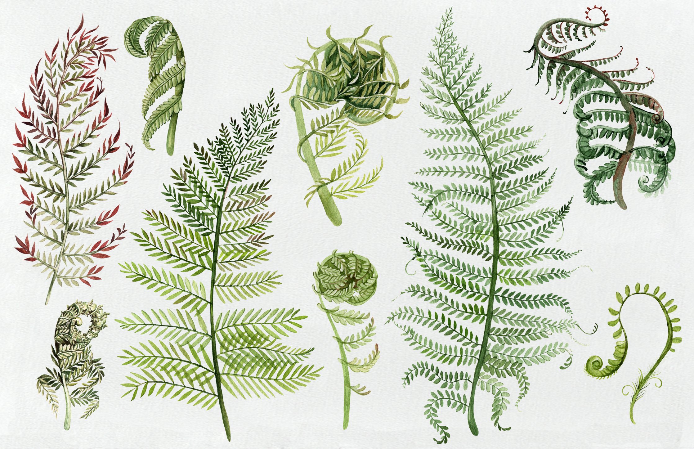 Watercolor  Fern Collection preview image.