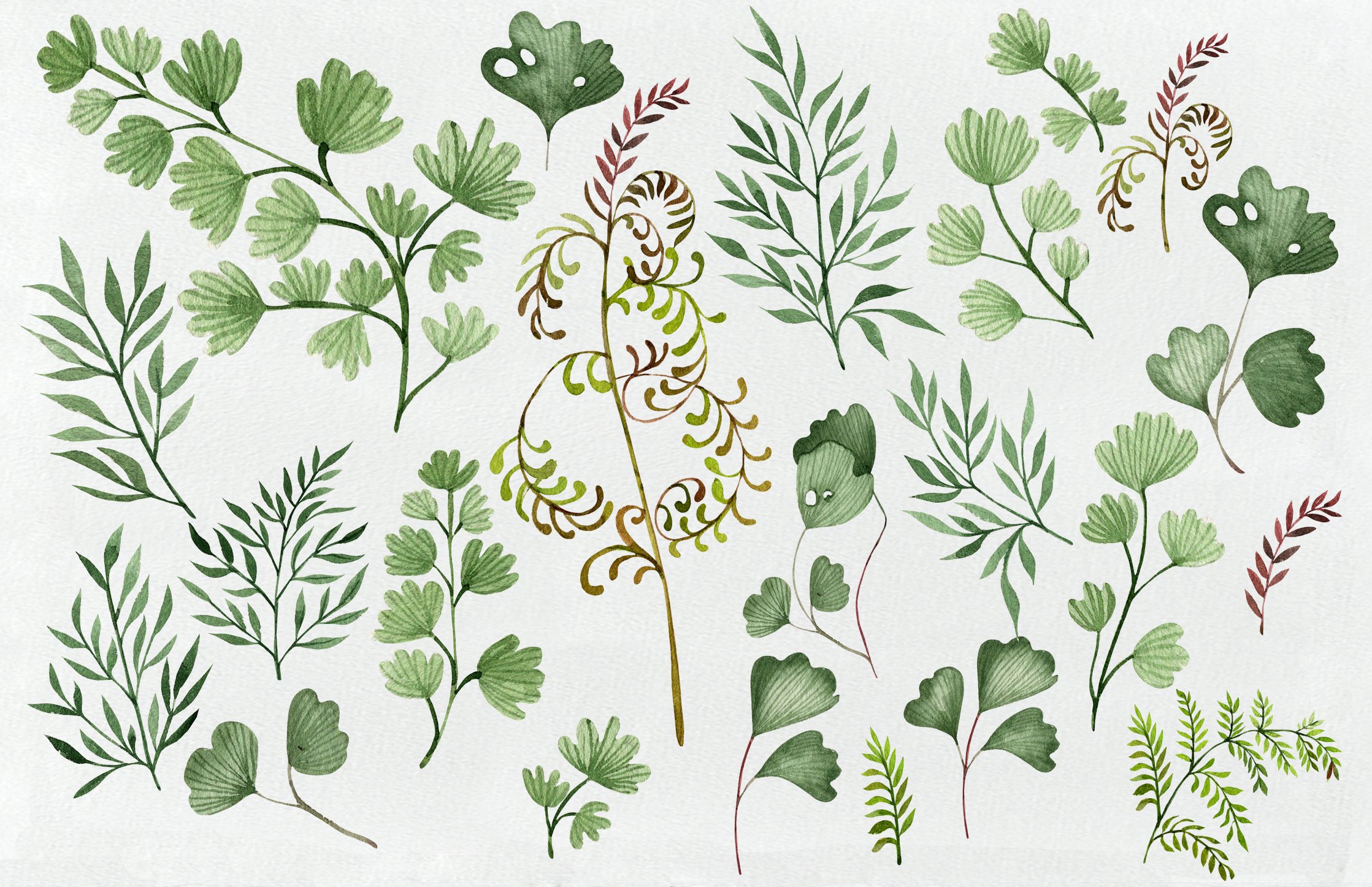 Drawing of a variety of leaves and plants.