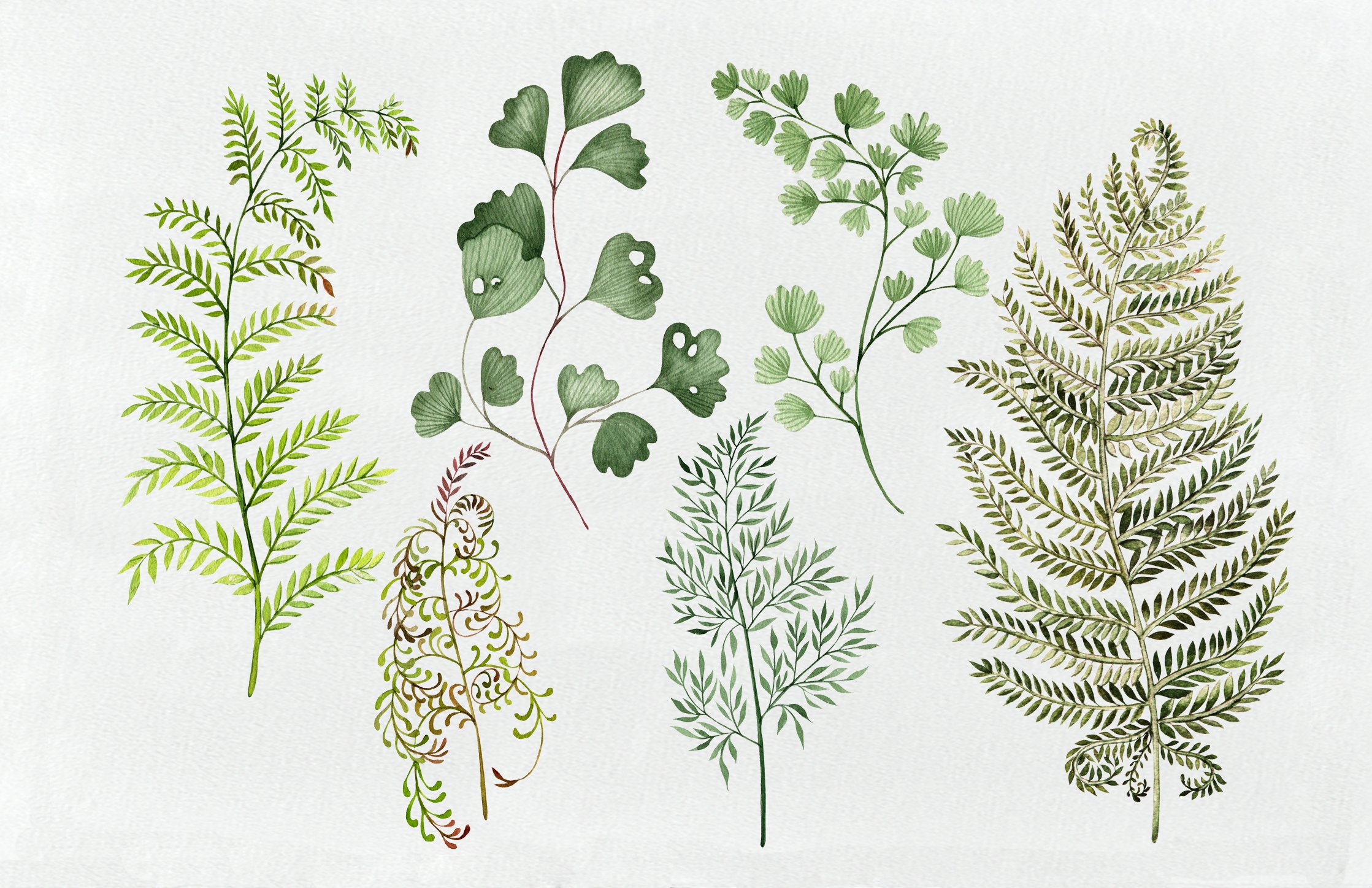 Bunch of different types of plants on a white background.
