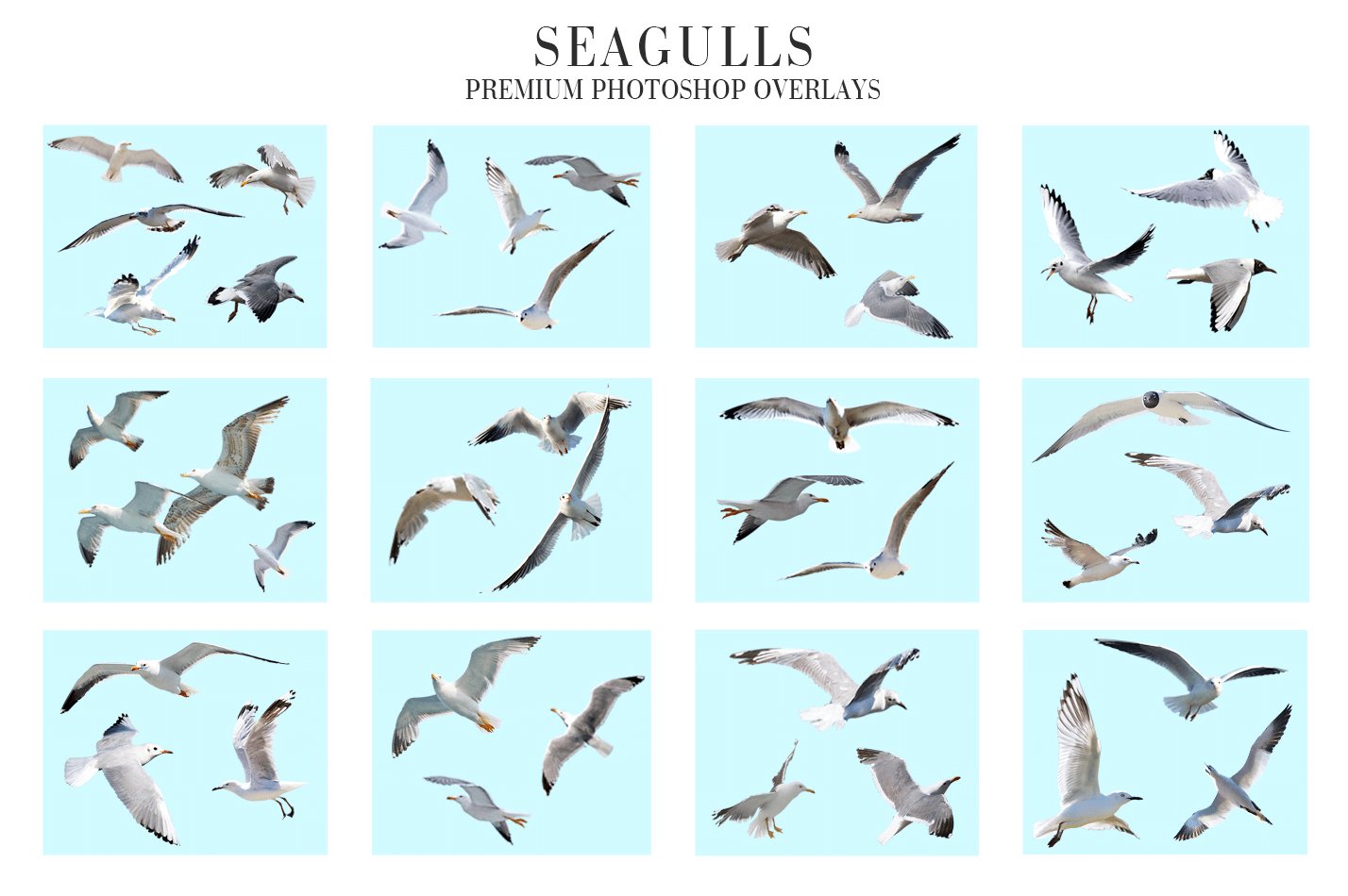 Seagulls Overlays Photoshoppreview image.