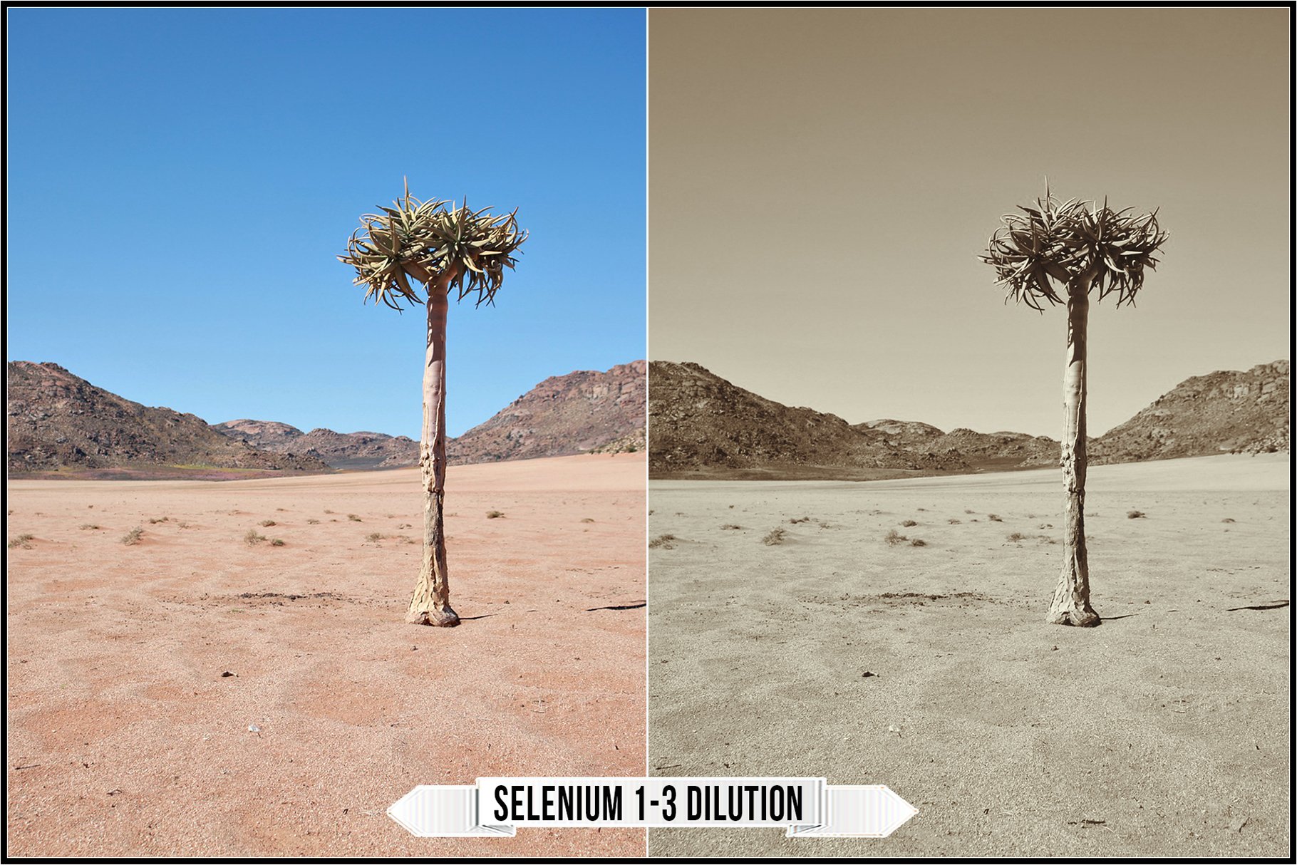 selenium 1 3 dilution 692