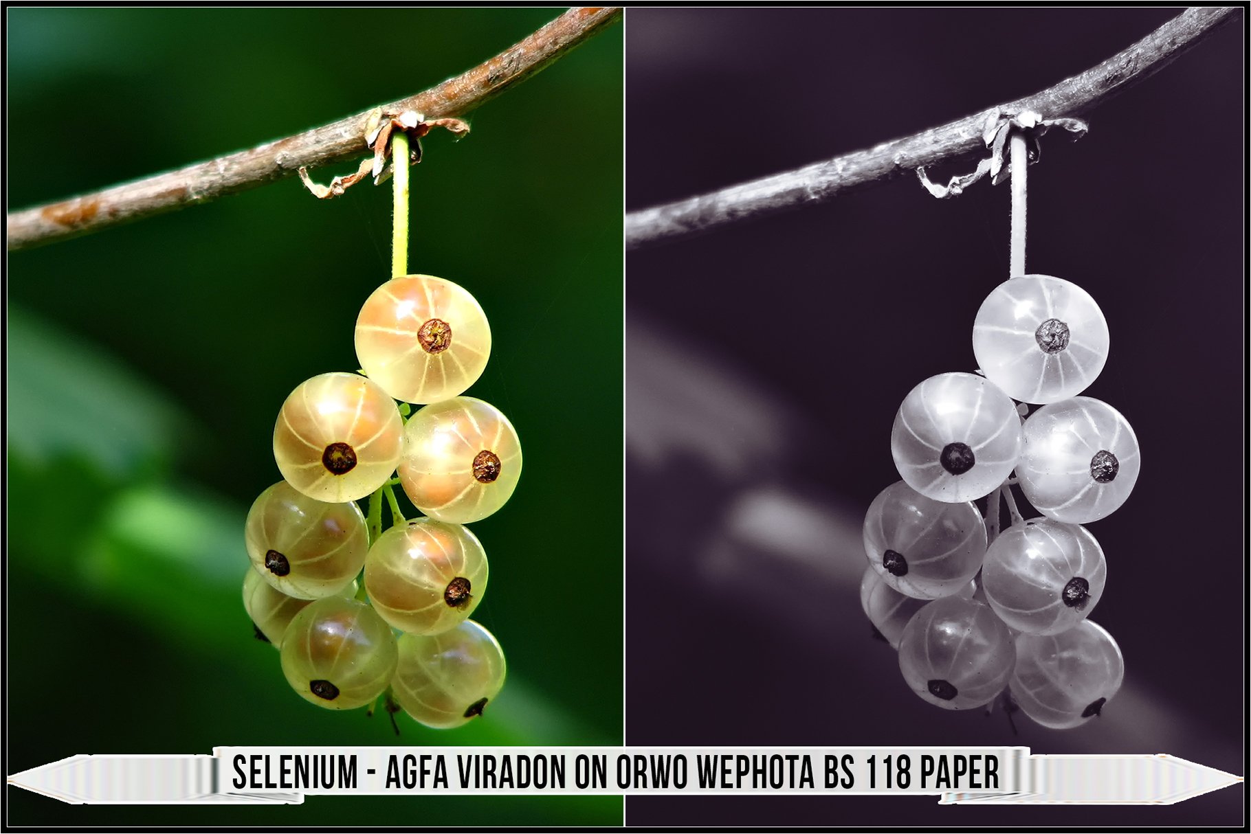 selenium agfa viradon on orwo wephota bs 118 paper 995