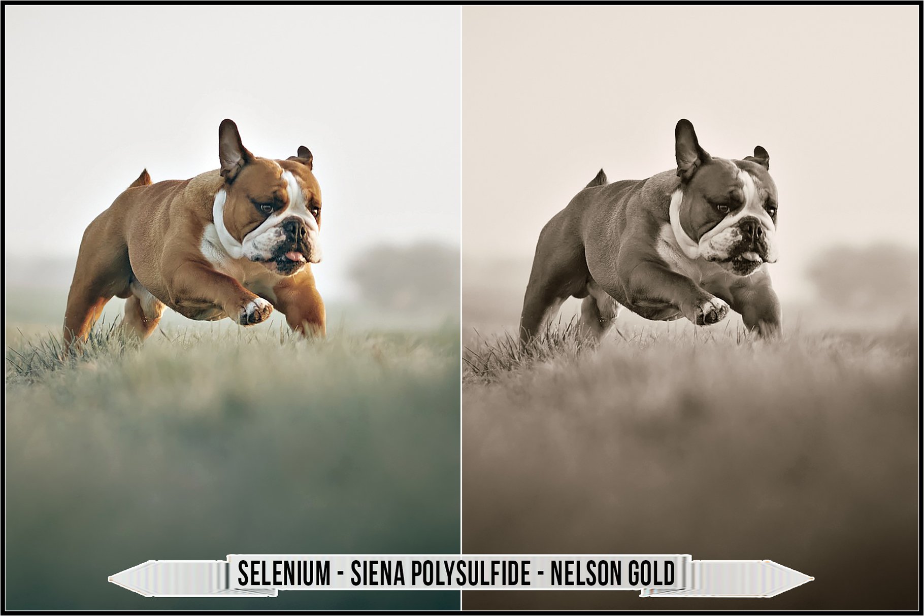 selenium siena polysulfide nelson gold 249