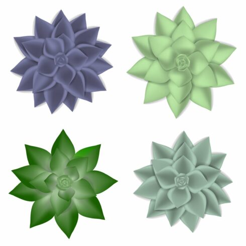Four different colors of a flower on a white background.