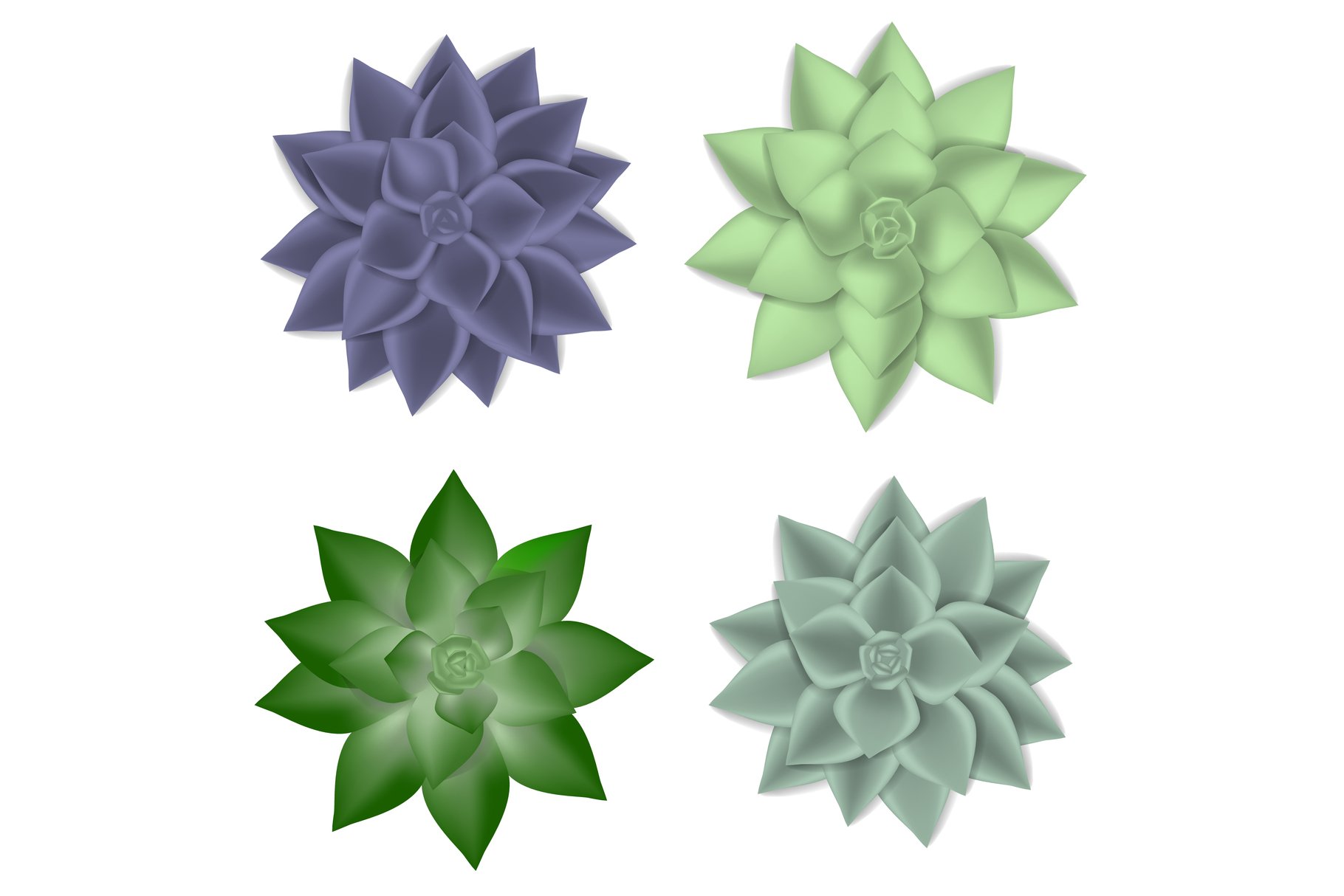 Four different colors of a flower on a white background.