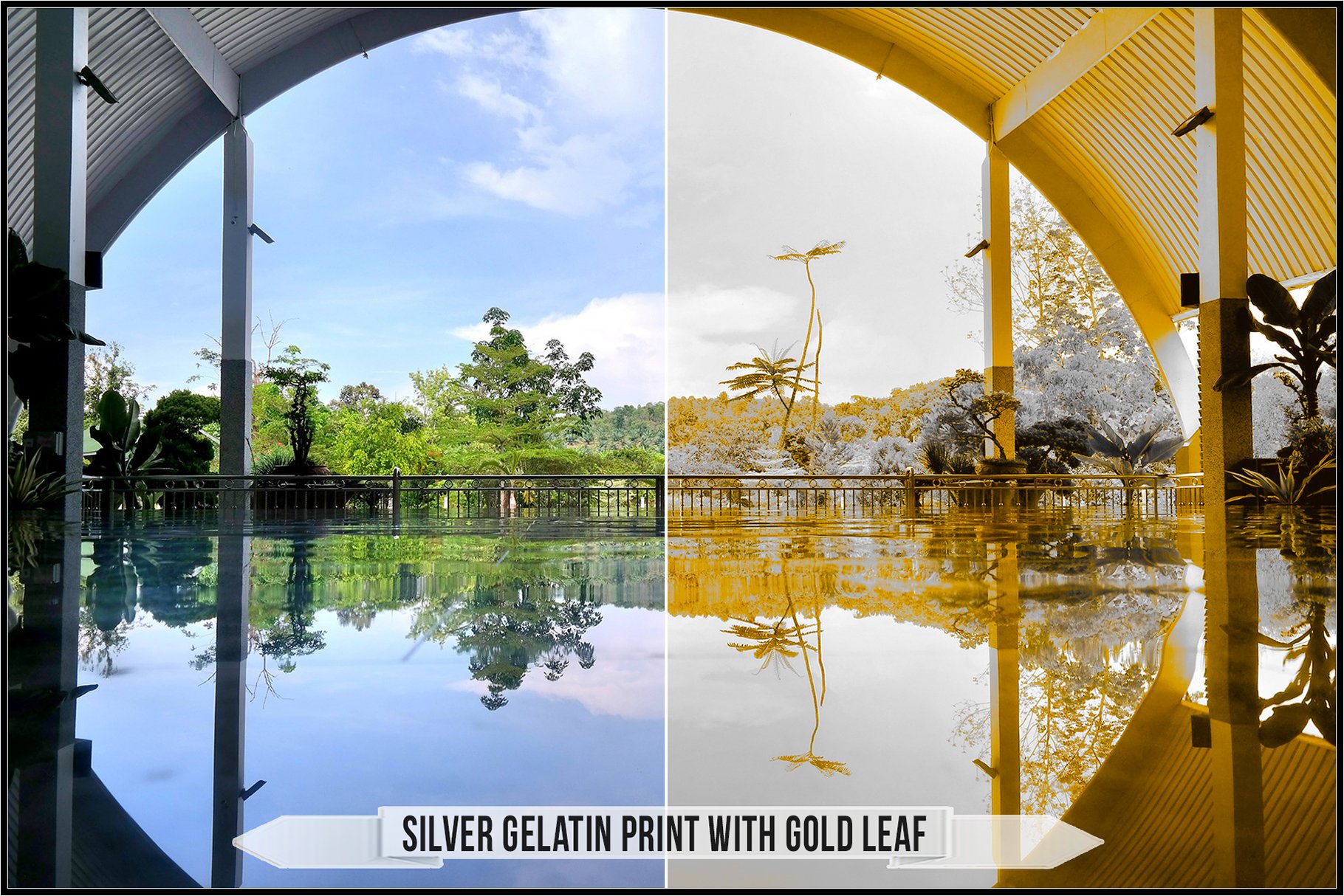 silver gelatin print with gold leaf 81