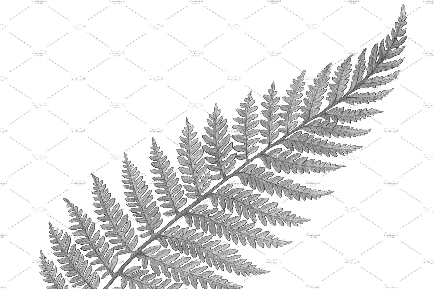 Silver Fern Pencil Illustration preview image.