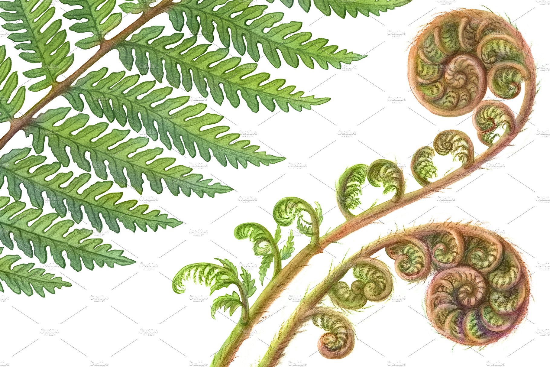 Drawing of a fern plant with green leaves.