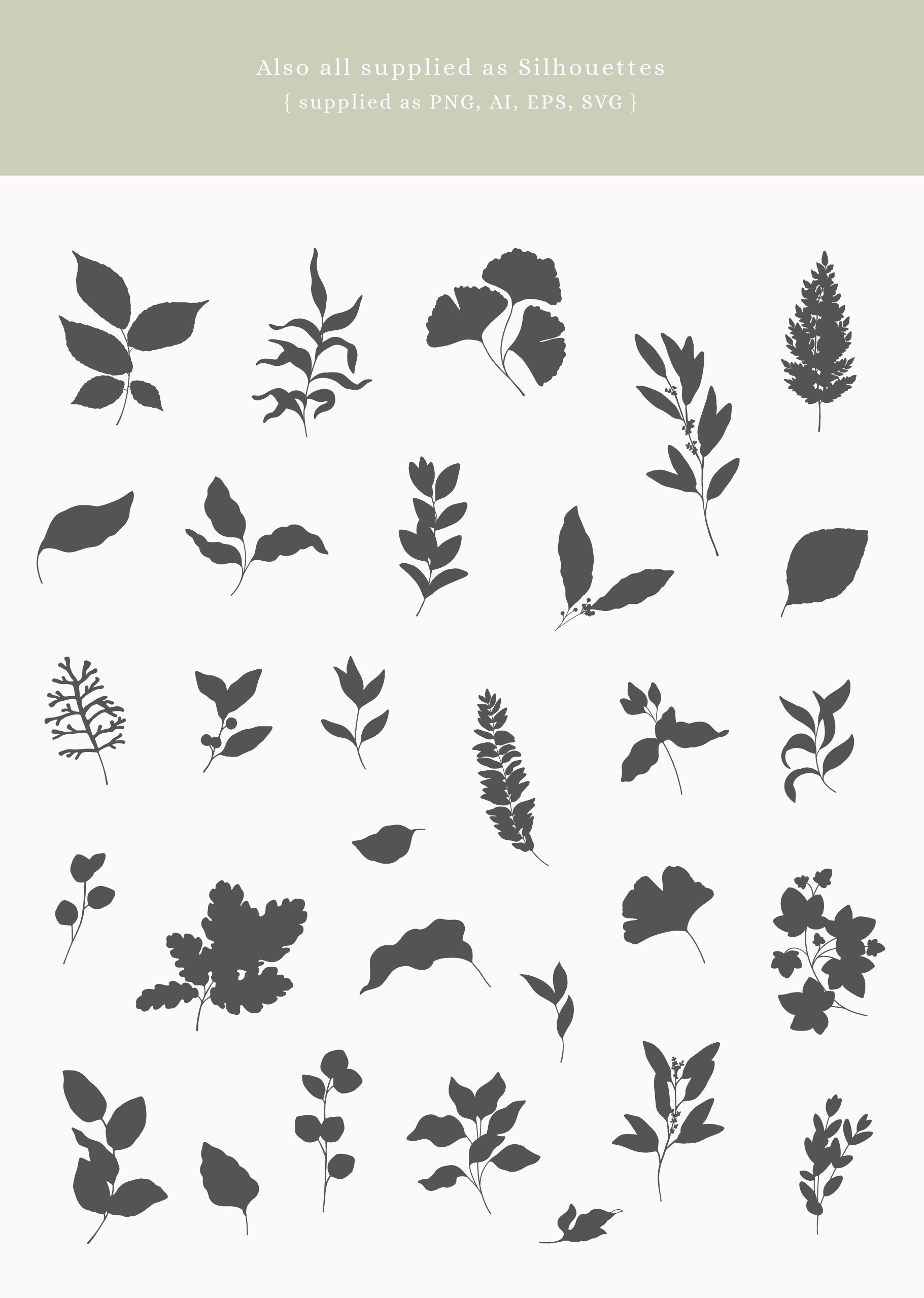 Bunch of different types of leaves on a white background.