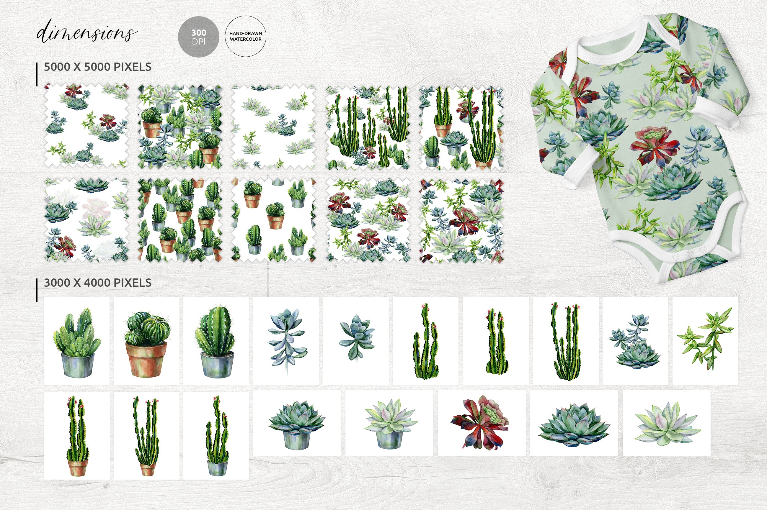 Bunch of cactus plants and succulents on a white background.