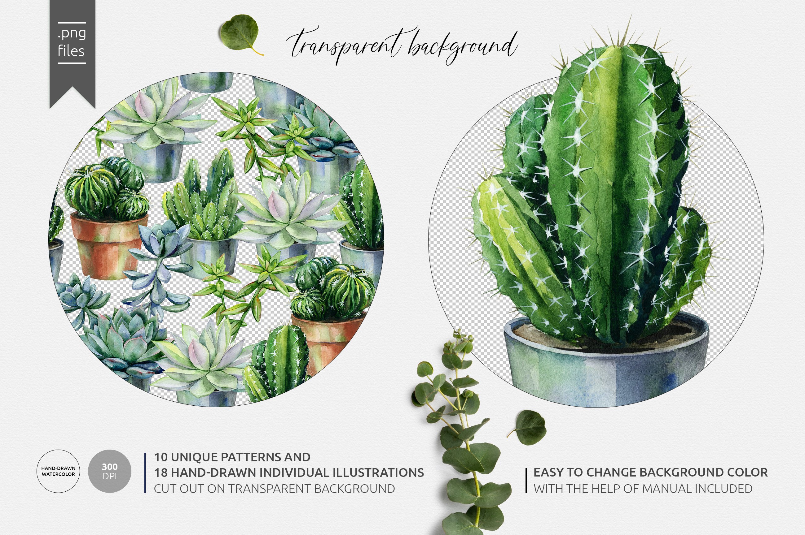 Cacti & Succulents preview image.
