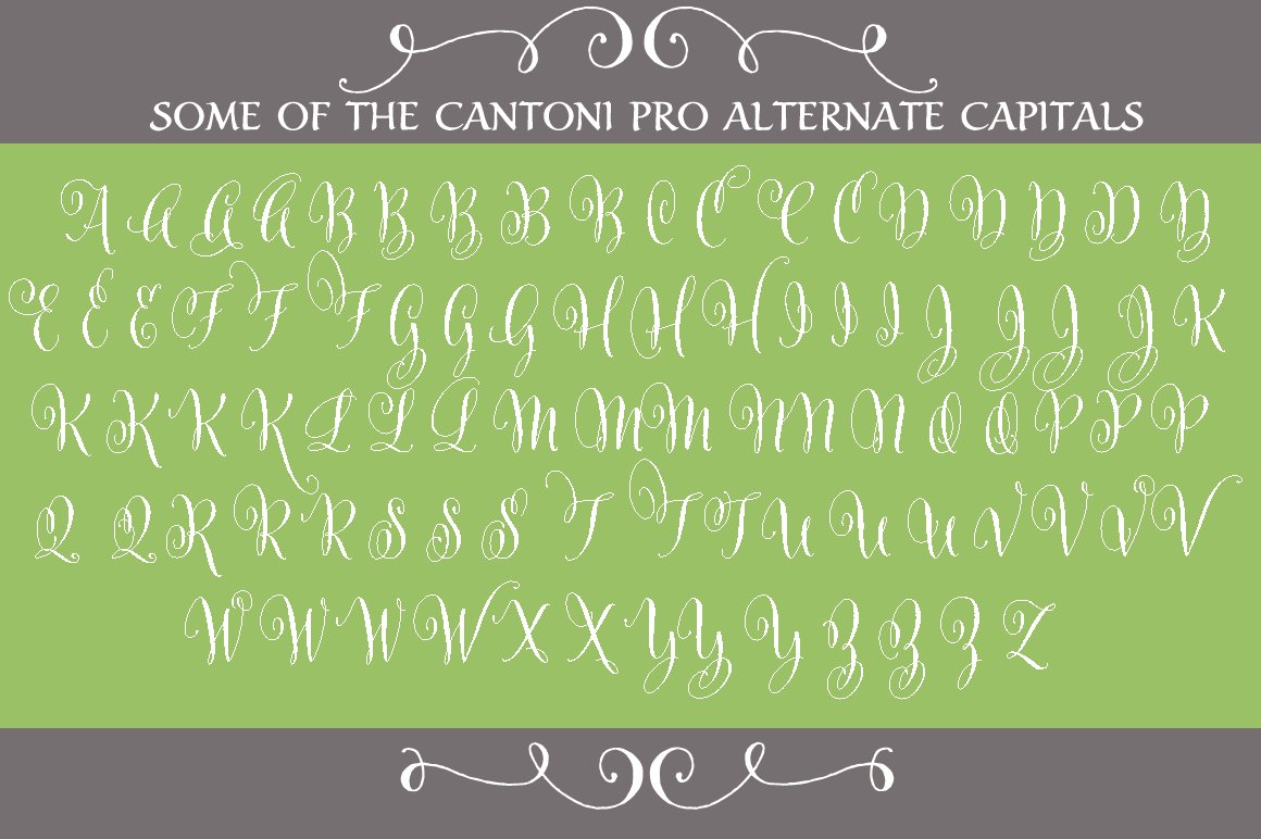 Cantoni Pro Hand Lettered Font preview image.