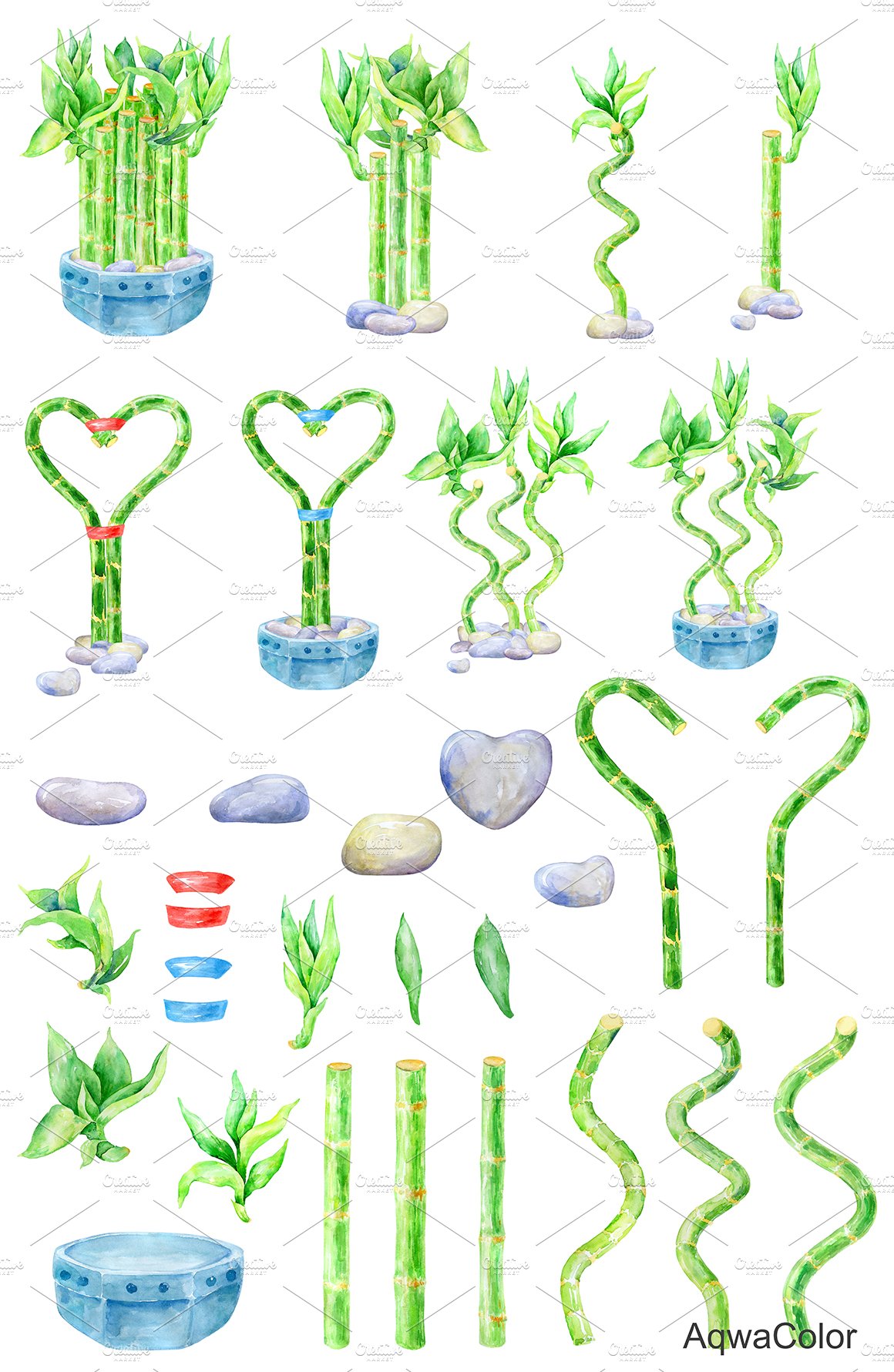 Lucky Bamboo - watercolor clipart preview image.