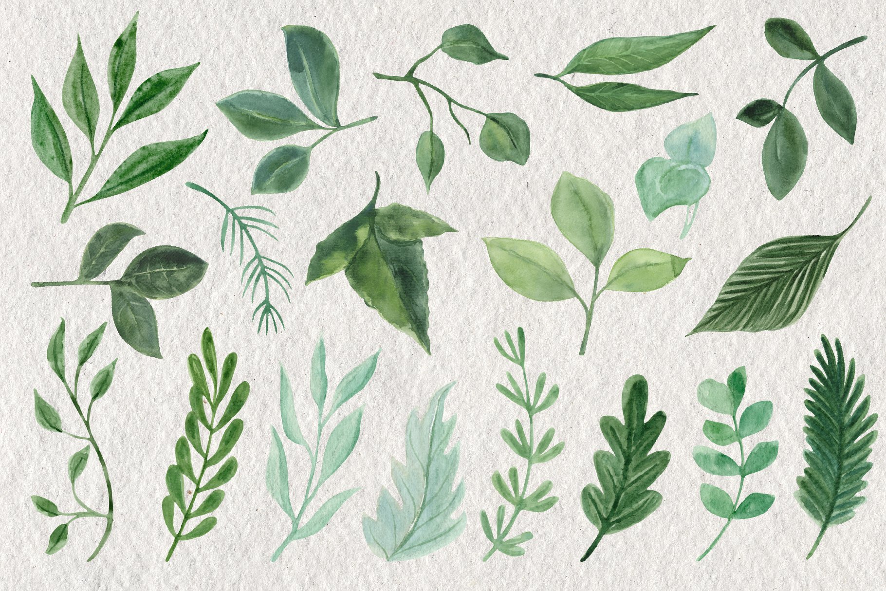 Bunch of green leaves on a white paper.