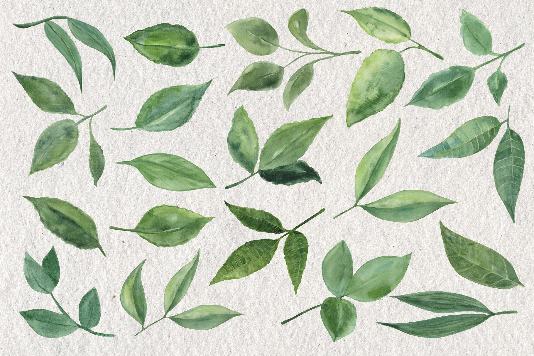 Painting of green leaves on a white background.