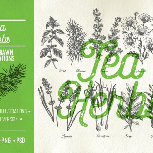 Hand drawn tea herbs illustrations cover image.