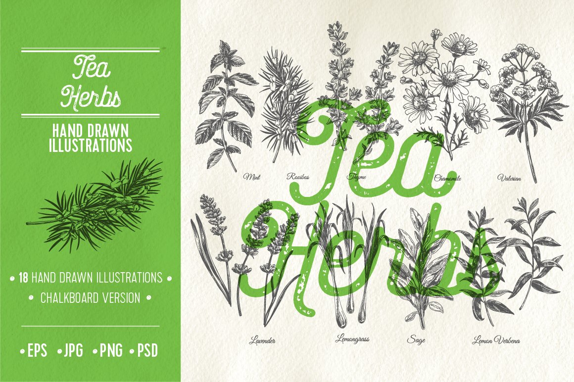 Hand drawn tea herbs illustrations cover image.