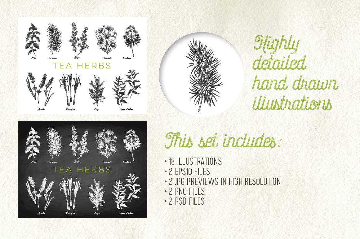 Hand drawn tea herbs illustrations preview image.