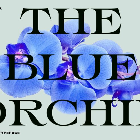 TAN - THE BLUE ORCHIDcover image.