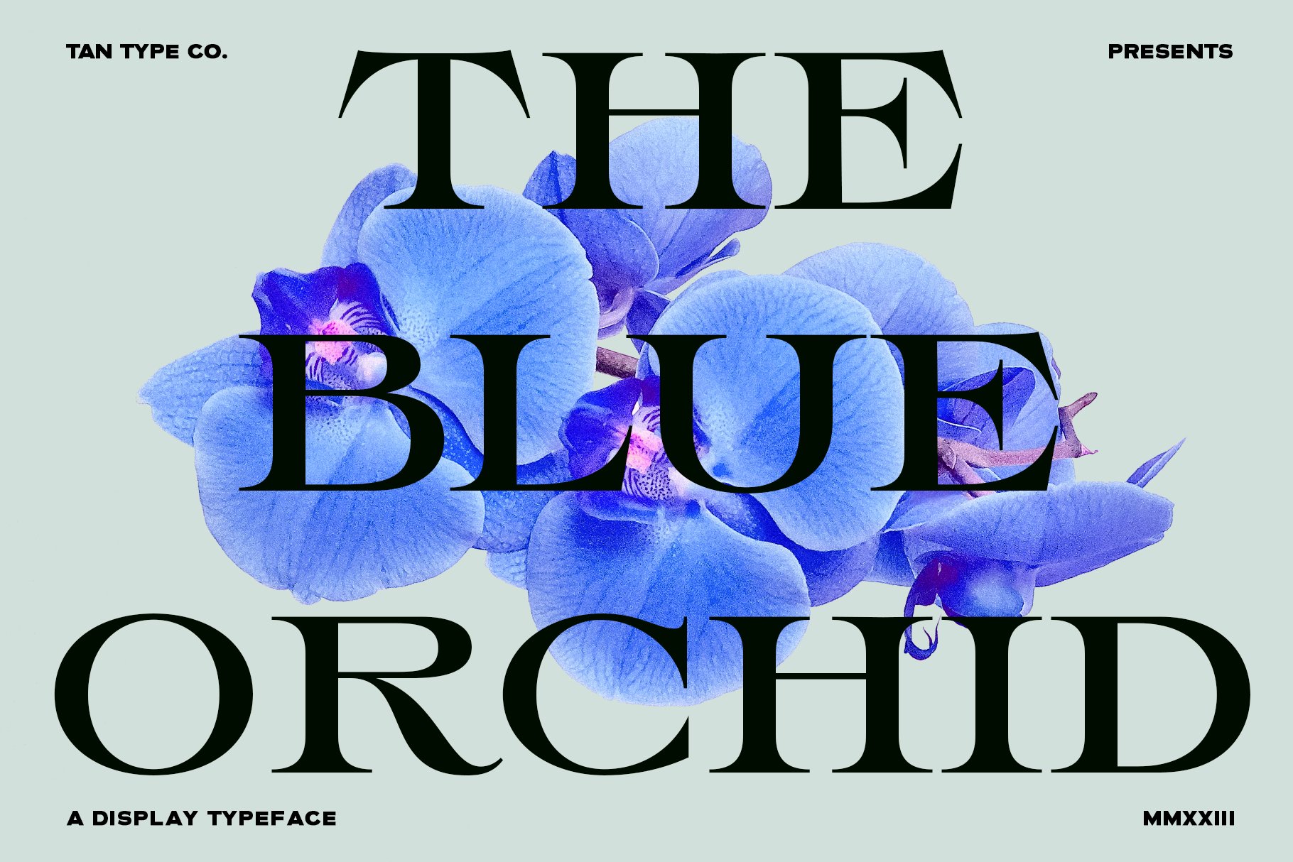 TAN - THE BLUE ORCHIDcover image.