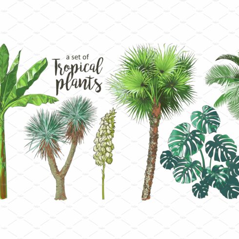 Set of tropical plants and palm trees.