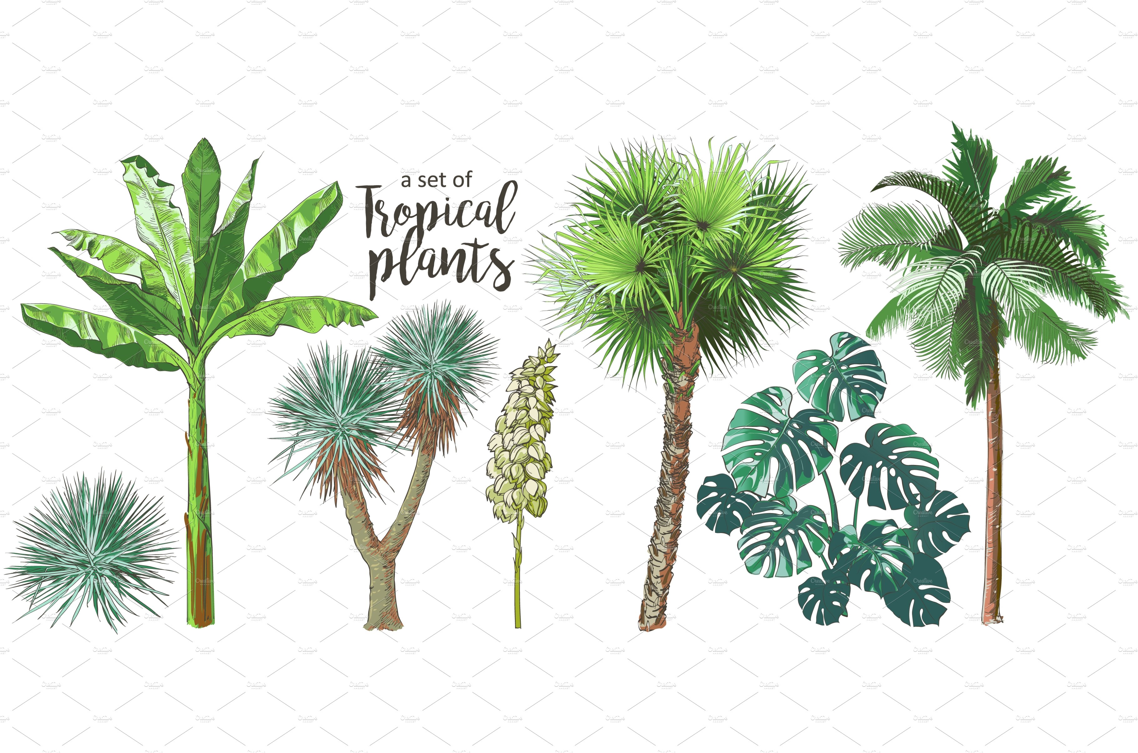 Set of tropical plants and palm trees.