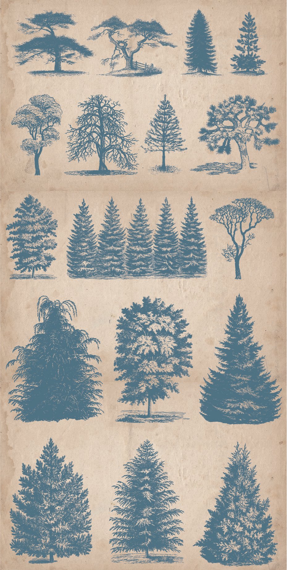 Vintage Illustrations - Trees preview image.