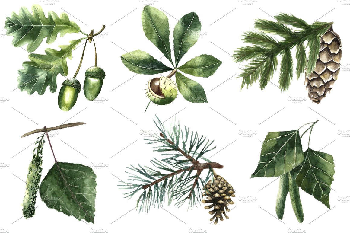 Watercolor painting of different types of leaves and nuts.