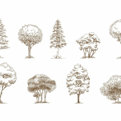 Drawing of a variety of trees.