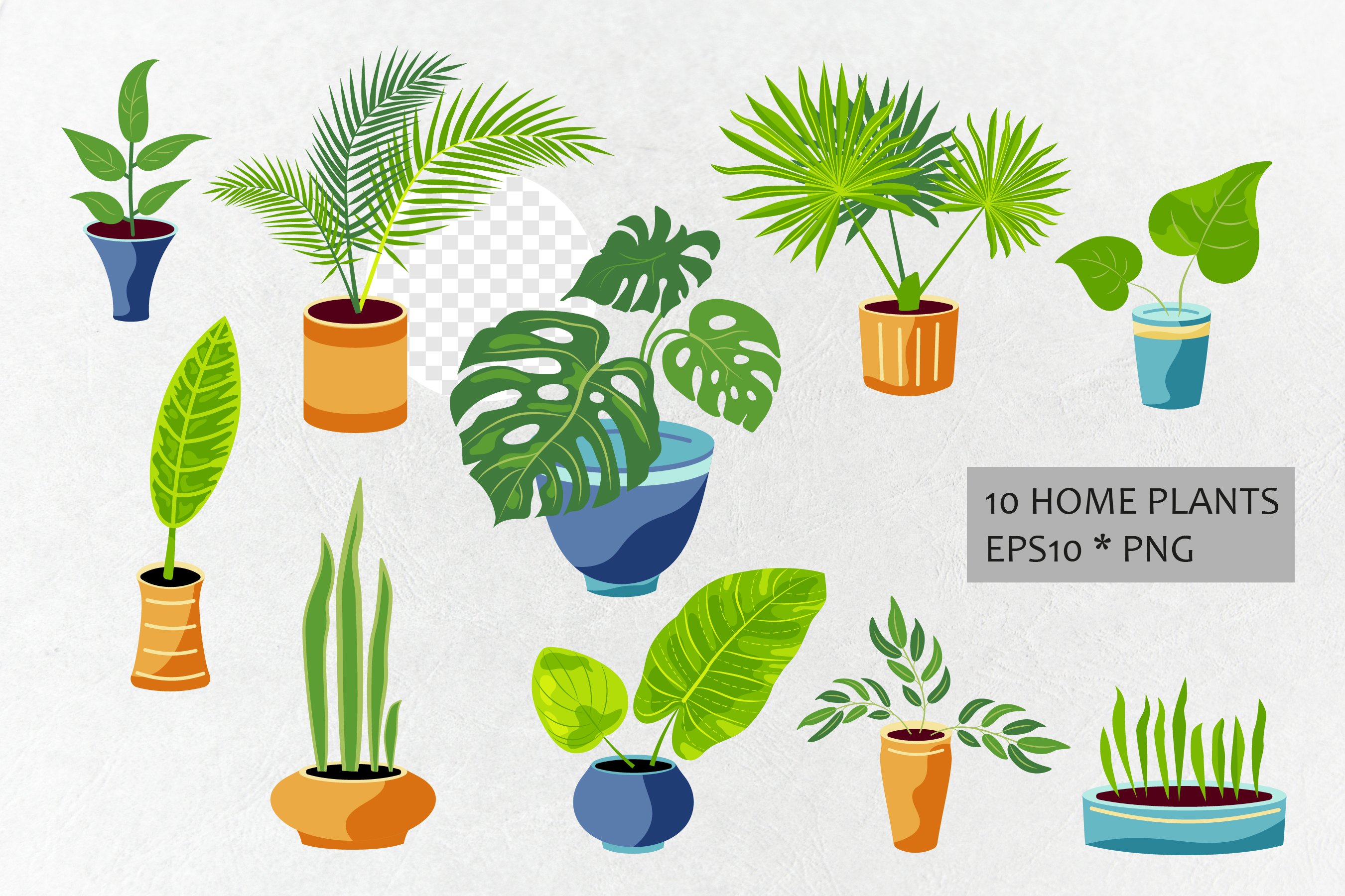 Variety of house plants in different pots.