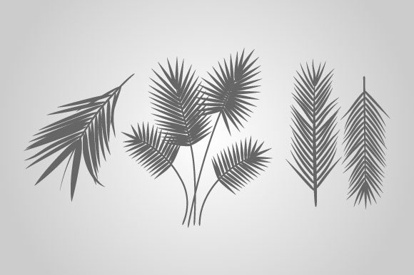Set of palm leaves on a white background.
