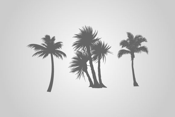 Black and white photo of three palm trees.