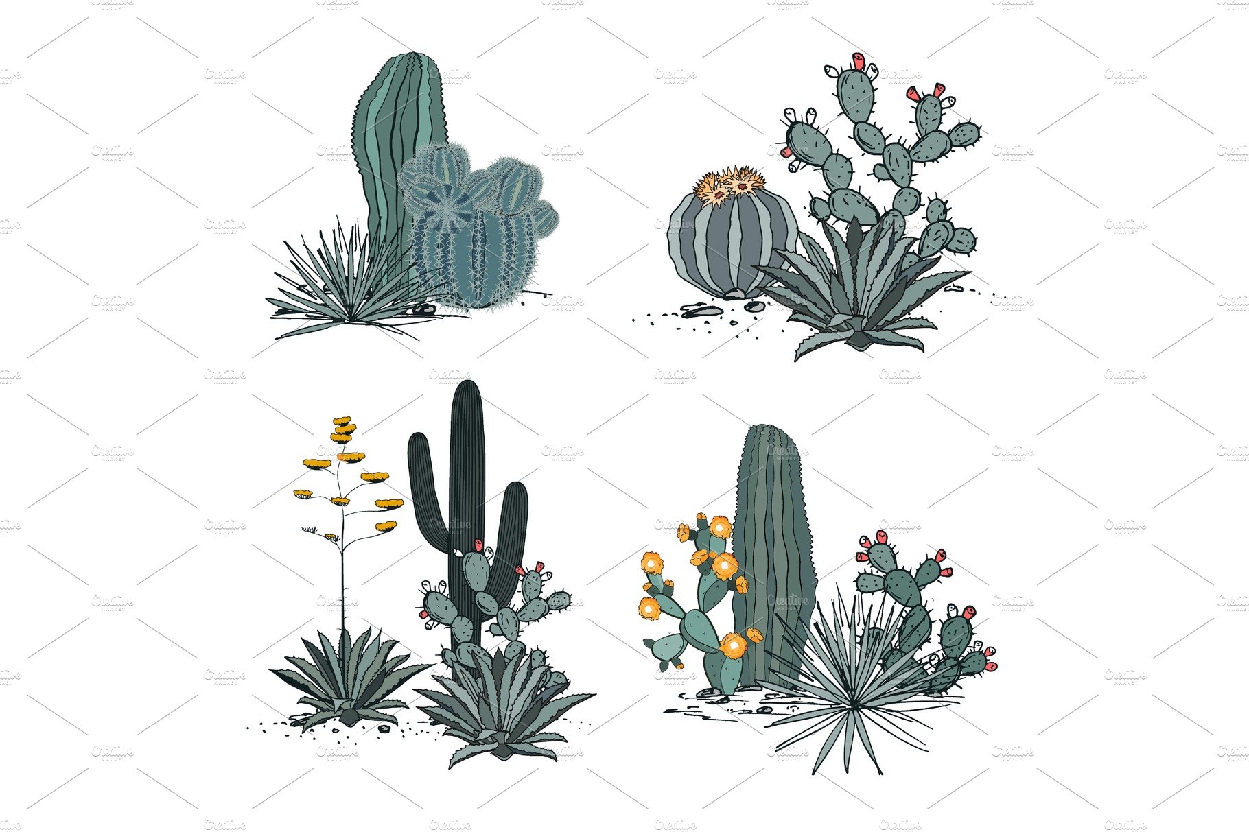 Variety of cactus plants.