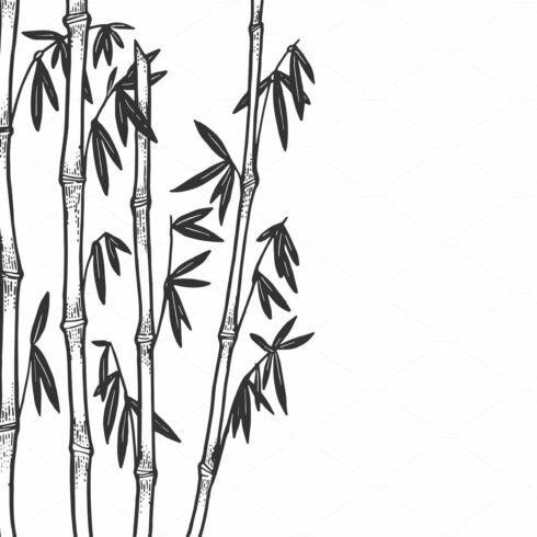 Black and white drawing of a bamboo tree.