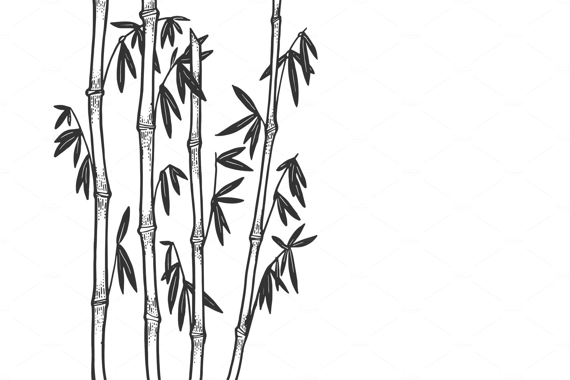 Black and white drawing of a bamboo tree.