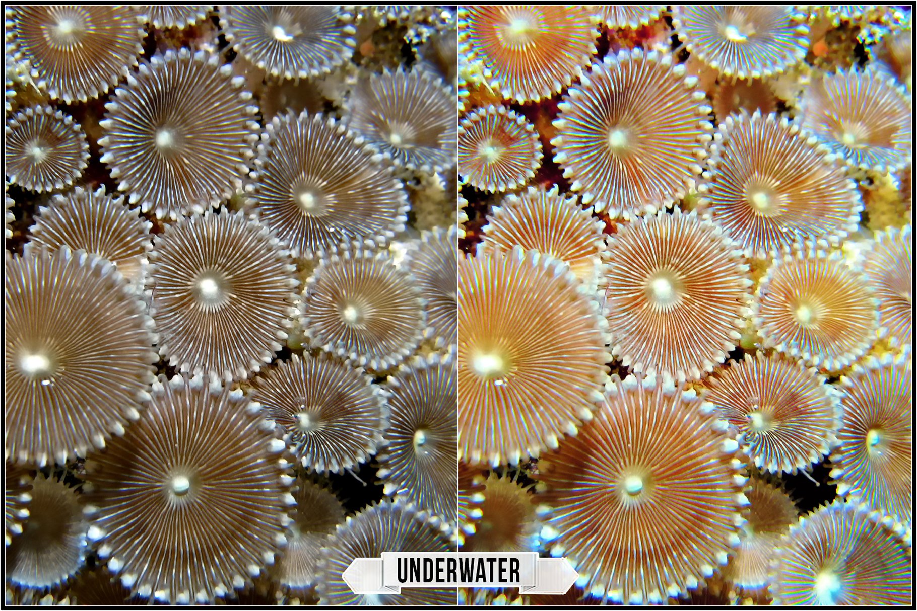 underwater 982