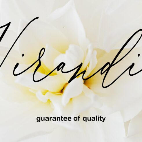 Virandia Script Font cover image.