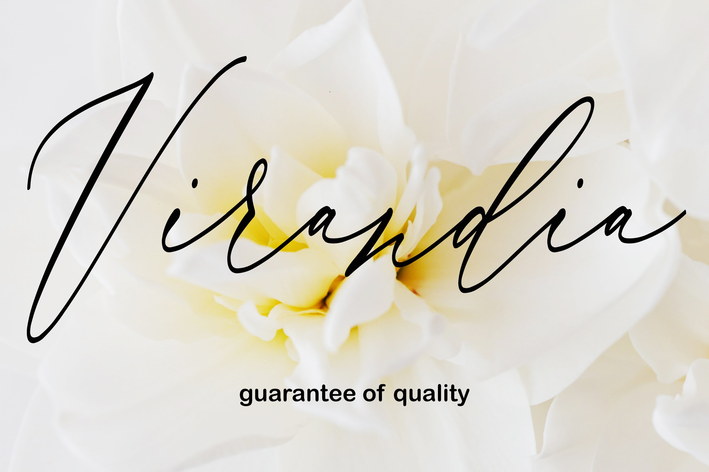 Virandia Script Font cover image.