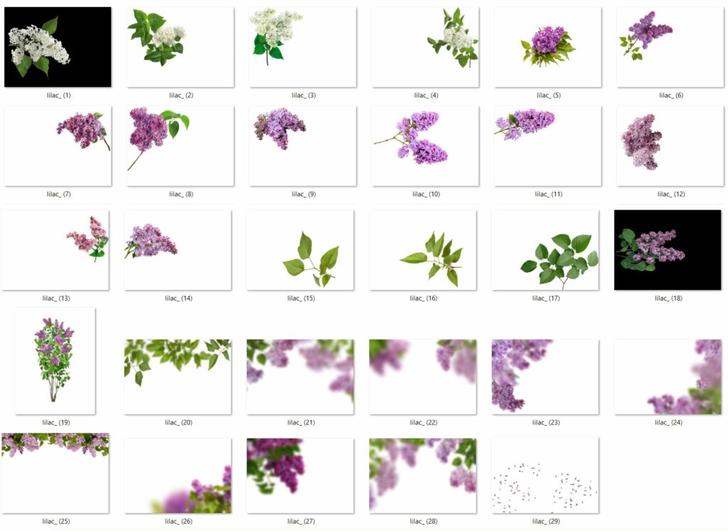 Spring Lilac PNG photoshop overlays – MasterBundles