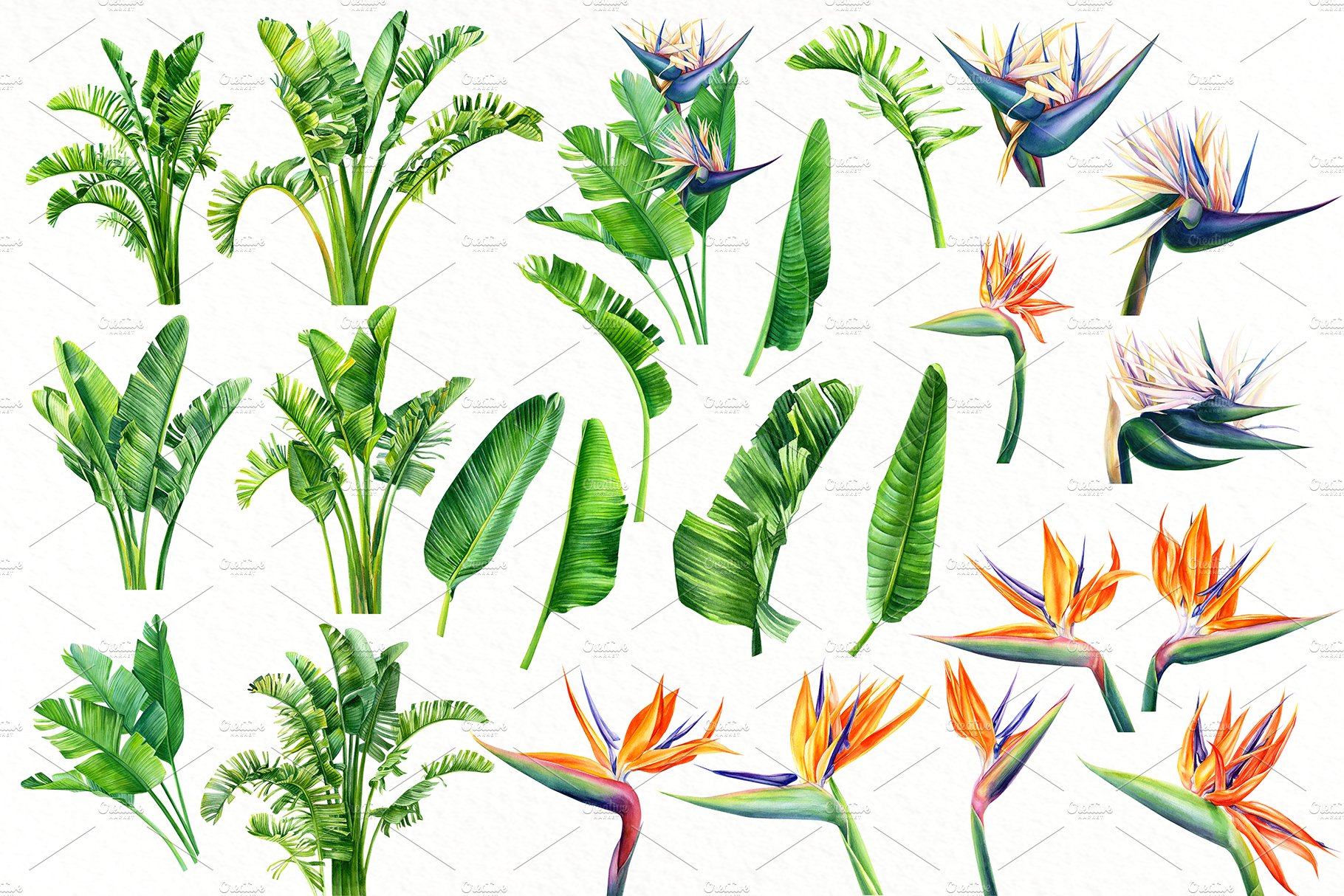 Collection of tropical plants and flowers.