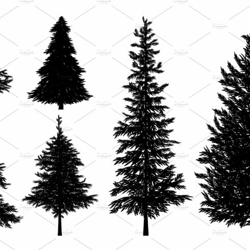 Set of black and white pine trees.
